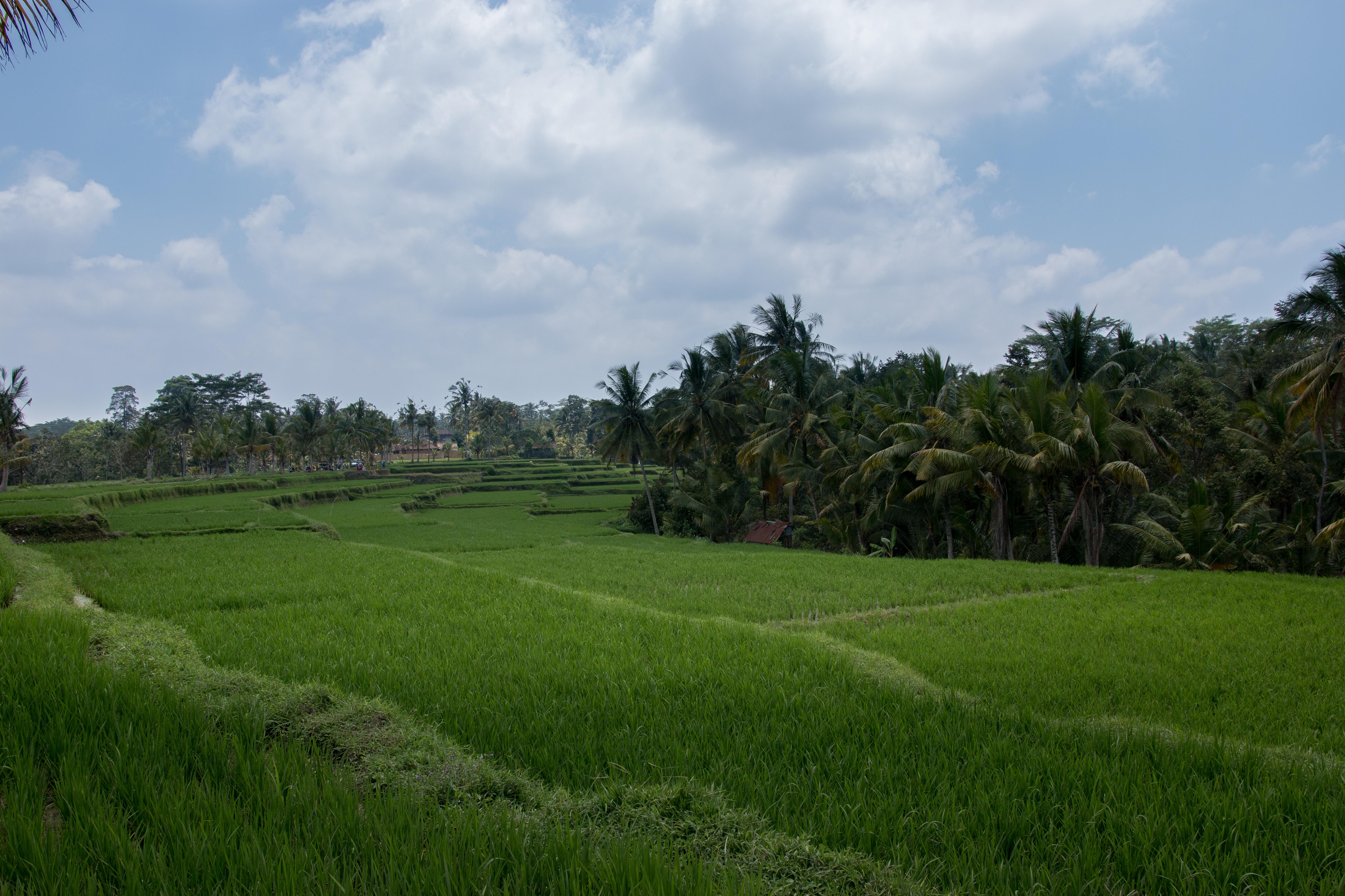 Onje Resort And Villas Ubud  Ngoại thất bức ảnh
