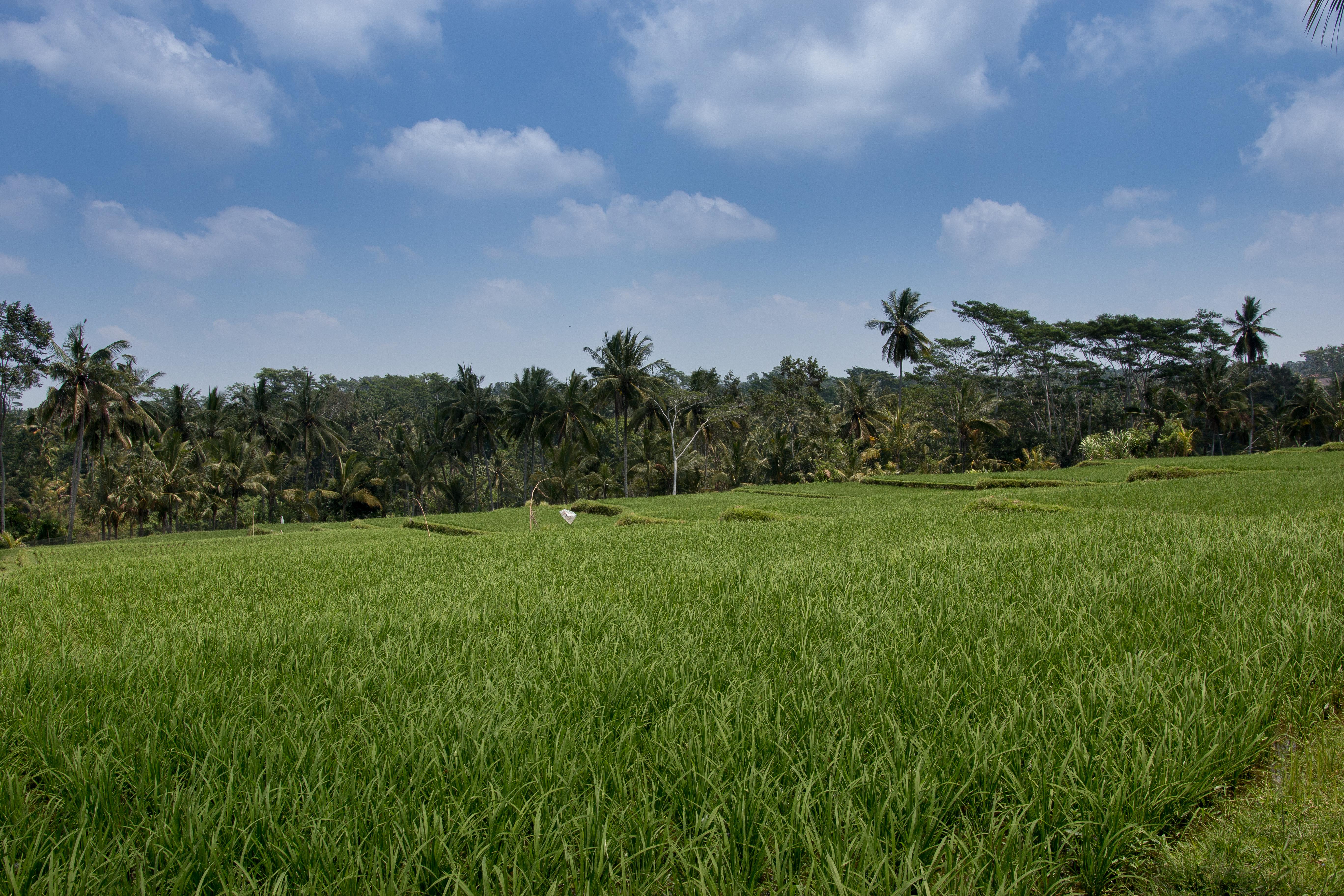 Onje Resort And Villas Ubud  Ngoại thất bức ảnh