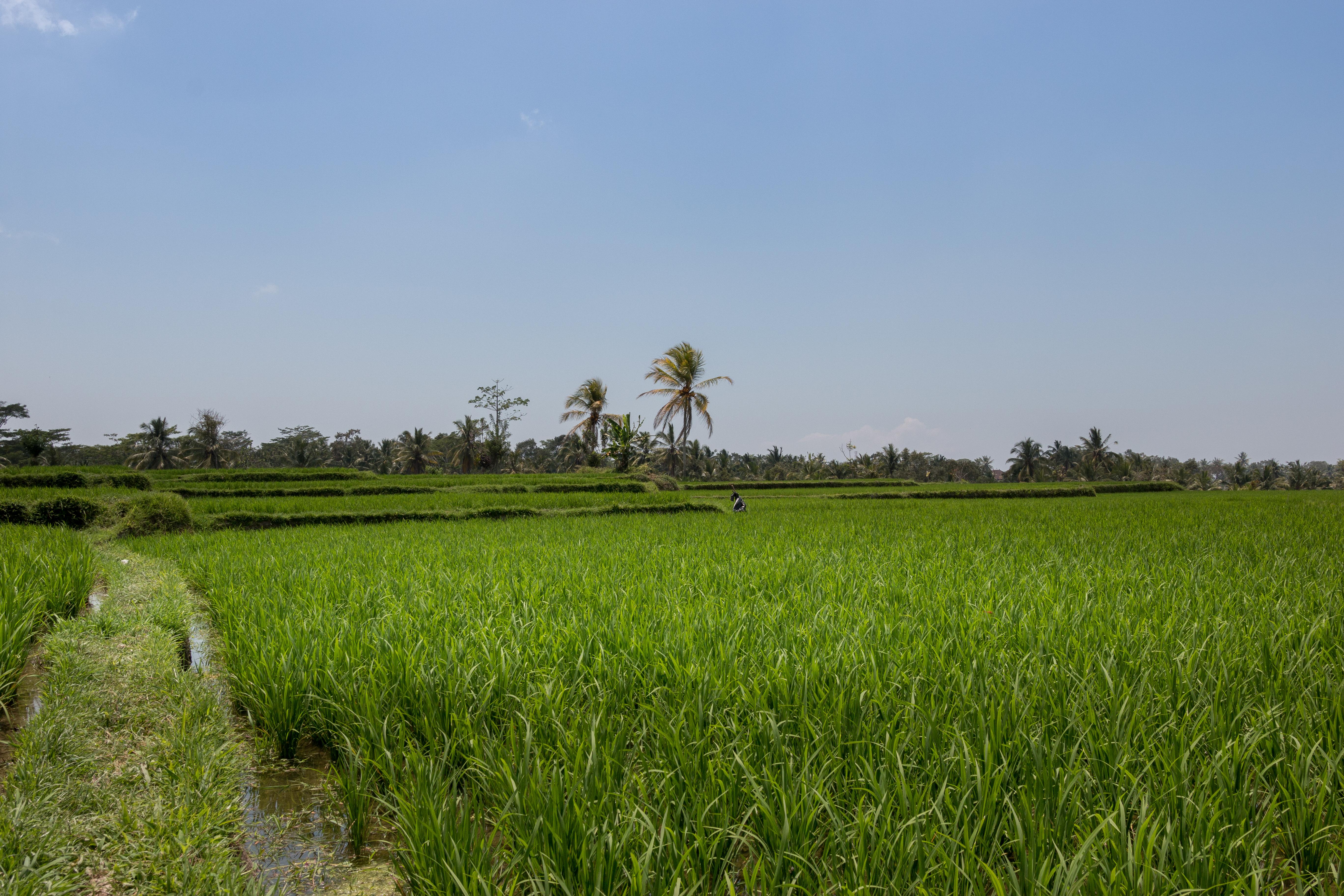 Onje Resort And Villas Ubud  Ngoại thất bức ảnh