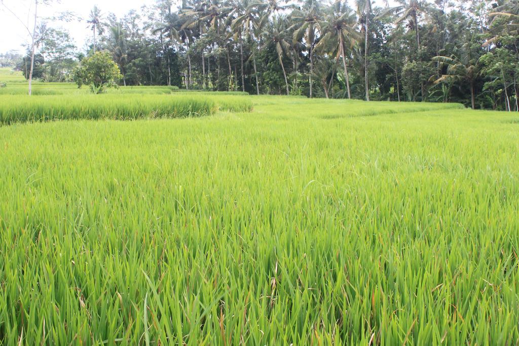Onje Resort And Villas Ubud  Ngoại thất bức ảnh